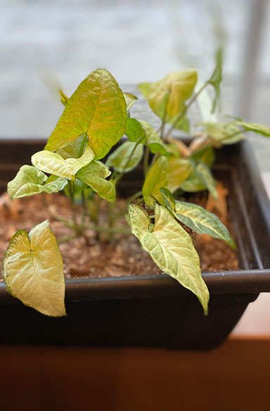 Track's plant at Covenant House New York