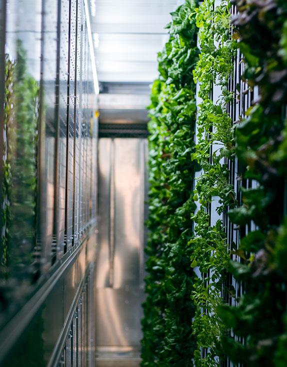 Hydroponic Farming at Covenant House Greater Washington