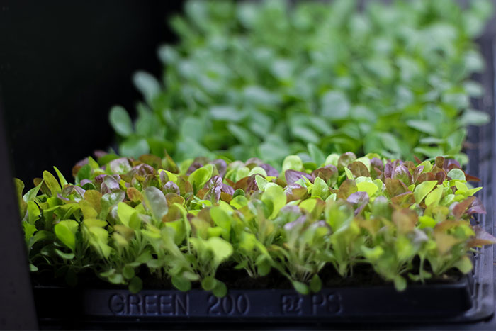 plants growing inside hydroponic farm at Covenant House Greater Washington